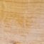 Oak sample