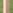 Strattonecolarchresized